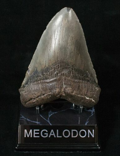 Large Megalodon Tooth - South Carolina #15602